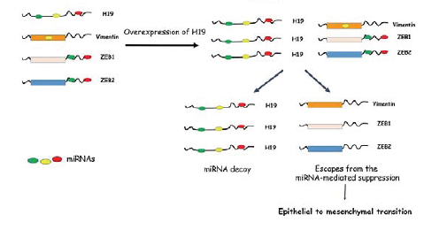 The lncRNA H19 promotes epithelial to mesenchymal transition by functioning as miRNA sponges in colorectal cancer