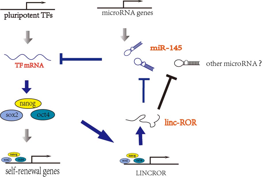 Endogenous miRNA Sponge lincRNA-RoR Regulates Oct4, Nanog, and Sox2 in Human Embryonic Stem Cell Self-Renewal