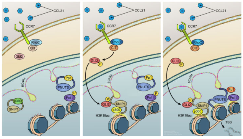 LncRNA Directs Cooperative Epigenetic Regulation Downstream of Chemokine Signals