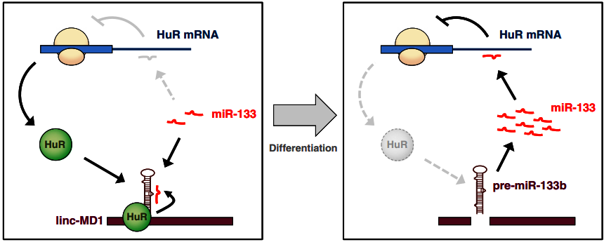 A Feedforward Regulatory Loop between HuR and the Long Noncoding RNA linc-MD1 Controls Early Phases of Myogenesis