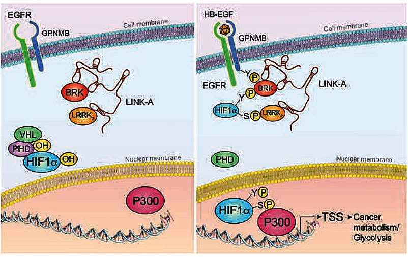 The LINK-A lncRNA activates normoxic HIF1α signalling in triple-negative breast cancer