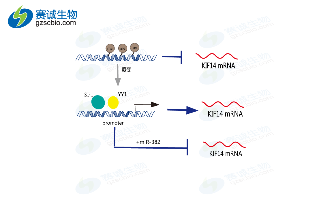 Transcriptional and Epigenetic Regulation of KIF14 Overexpression in Ovarian Cancer