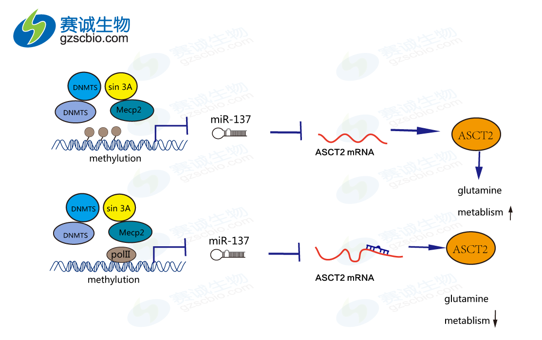 Epigenetic silencing of microRNA-137 enhances ASCT2 expression and tumor glutamine metabolism