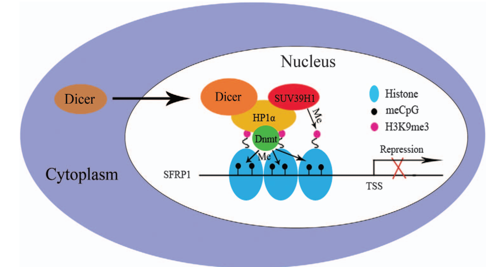 Dicer promotes tumorigenesis by translocating to nucleus to promote SFRP1 promoter methylation in cholangiocarcinoma cells