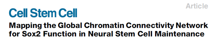 生信分析文章：比对染色质互作网络解析SOX2对神经干细胞干性维持的作用