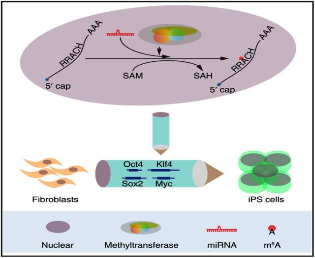 microRNA调控m6A RNA甲基化文献解读