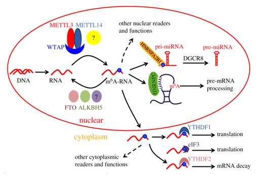 参与m6A RNA修饰和功能相关的蛋白