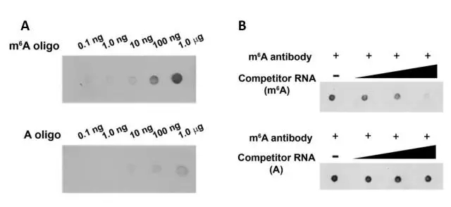 关于mRNA上的m6A富集分析文献解读