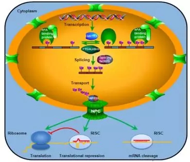 RNA的m6A修饰在基因表达调控中的功能