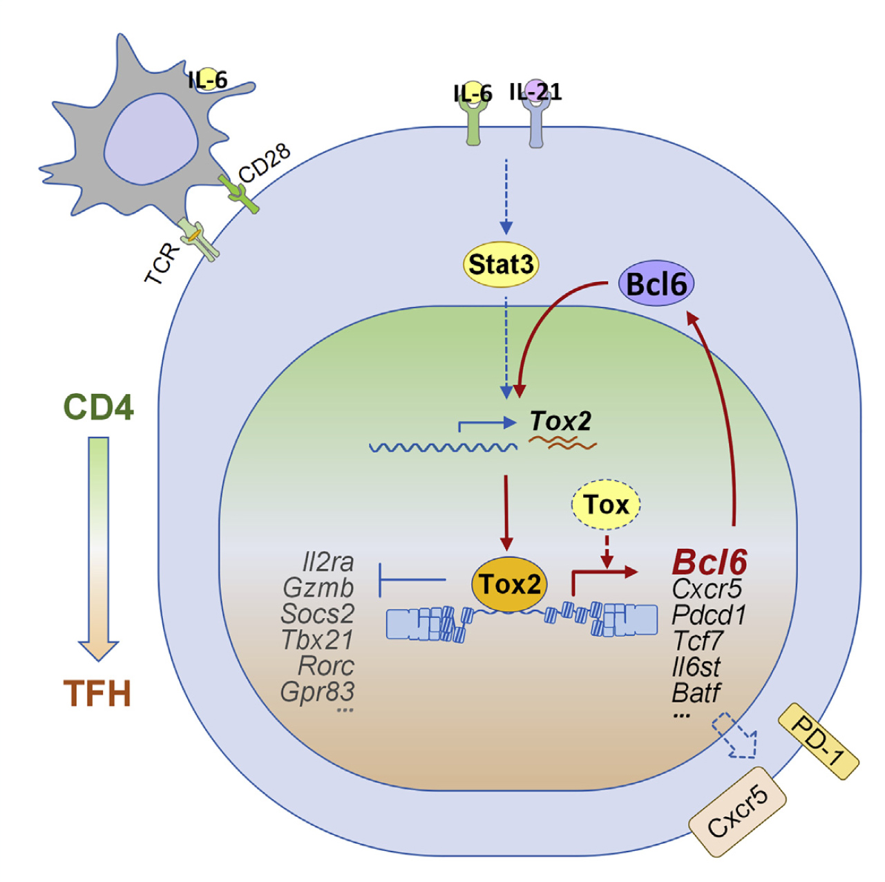 转录因子Tox2通过调节染色质的可及性驱动T滤泡辅助细胞的发育