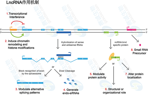 LncRNA作用机制