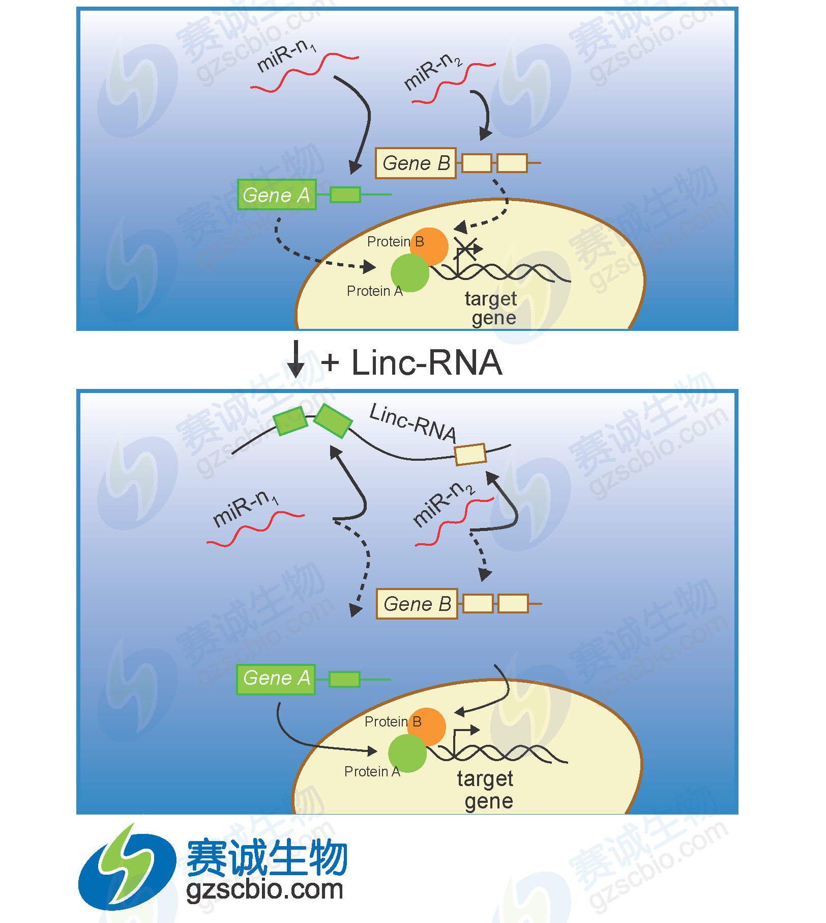 miRNA调控lncRNA.png