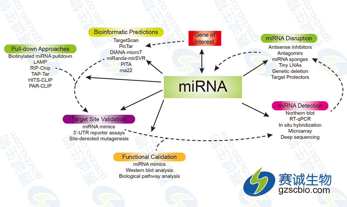 mirna的一般研究策略