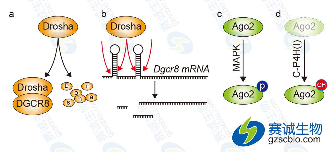 miRNA生产过程因子的调控.png