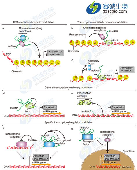 lncRNAs转录调控作用机制.png