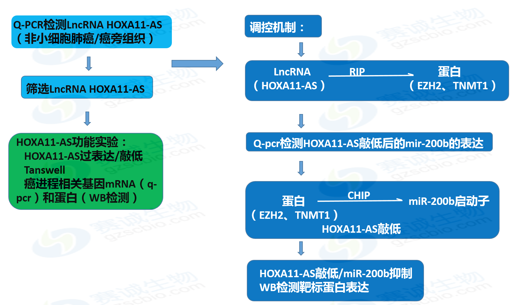 实验流程-加水印.png