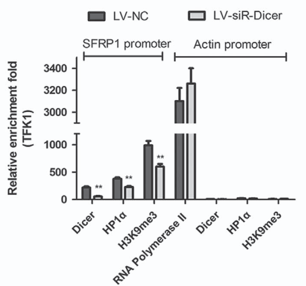 translocating to nucleus to promote sfrp1 promoter methylation