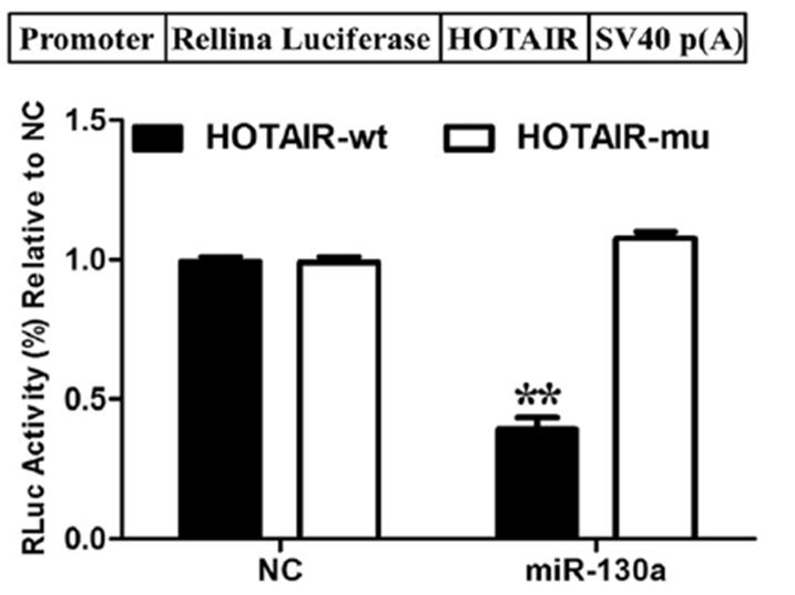 Luciferase-2.png