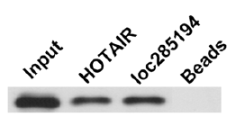 RNA pull-down.png