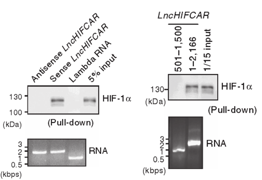 RNA pull-down.png