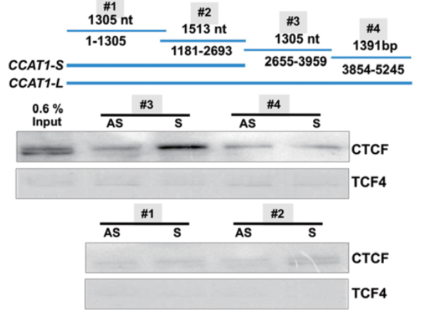 RNA pull-down.png