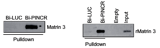 RNA pull-down.png