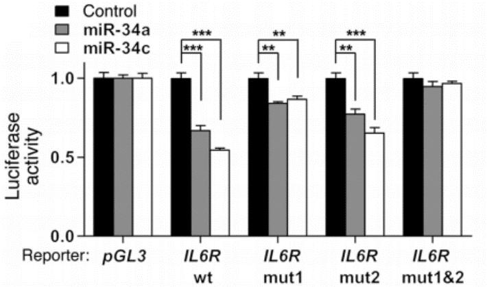 Luciferase.png