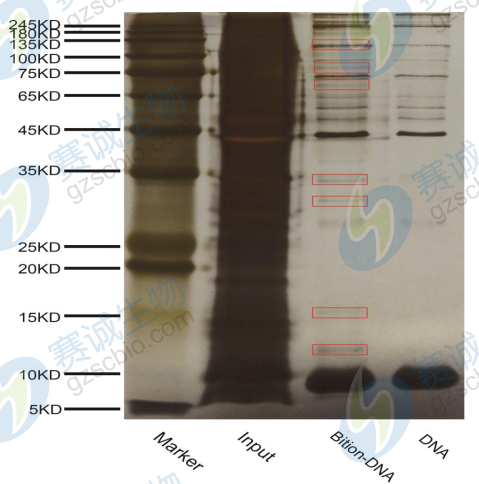 DNA pull-down银染图.png